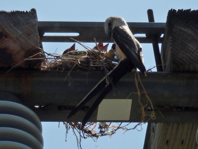 Scissor-tailed Flycatcher