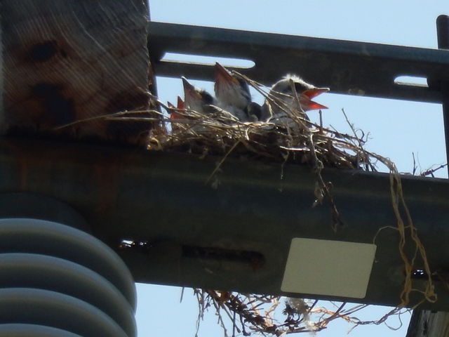 Scissor-tailed Flycatcher