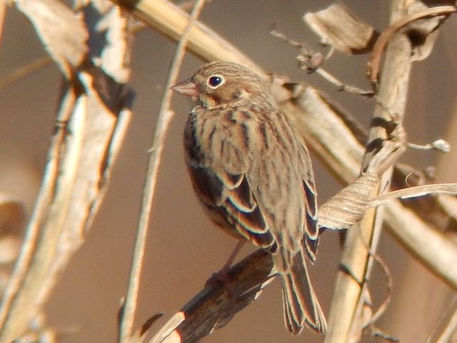 Vesper Sparrow