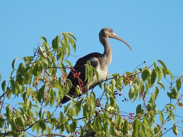 White Ibis