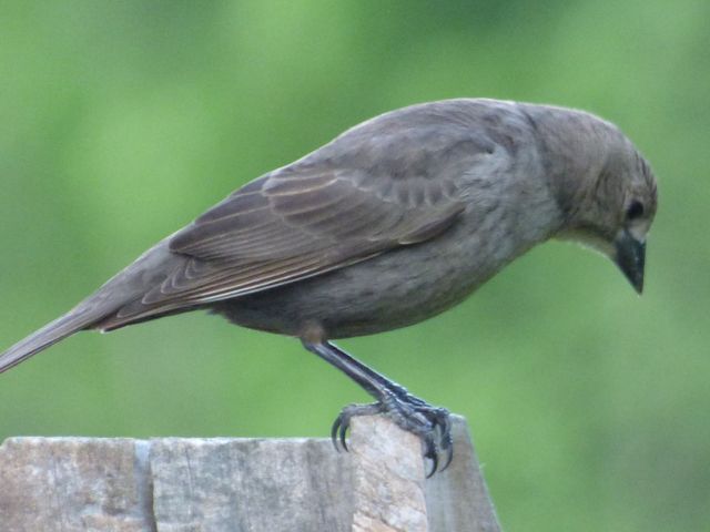 Brown-headed Cowbird