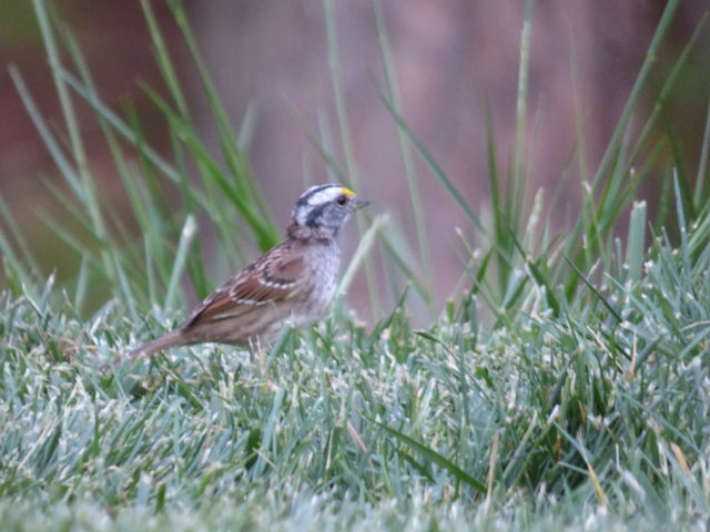 White-throated Sparrow