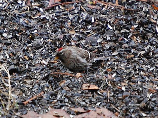 Redpoll