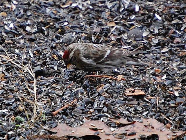 Redpoll