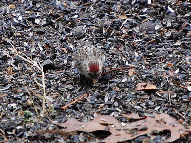 Redpoll