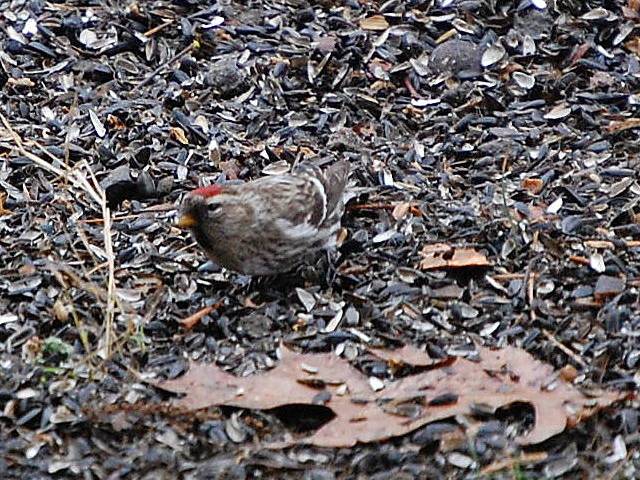 Redpoll