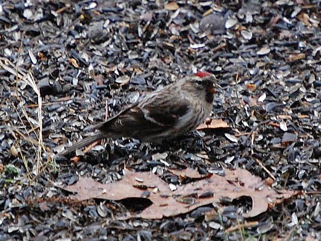 Redpoll