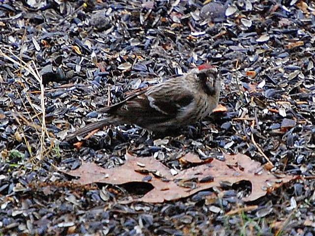 Redpoll