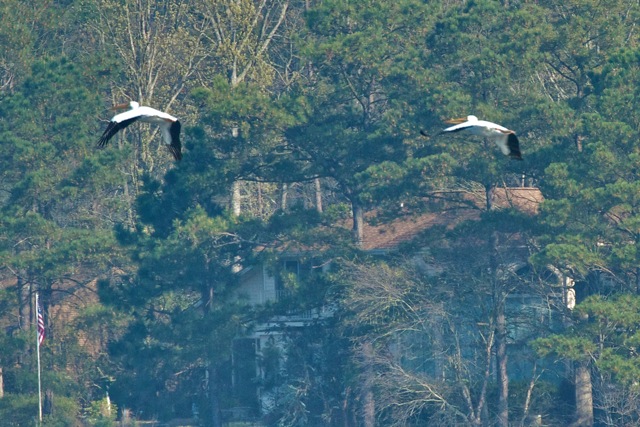American White Pelicans