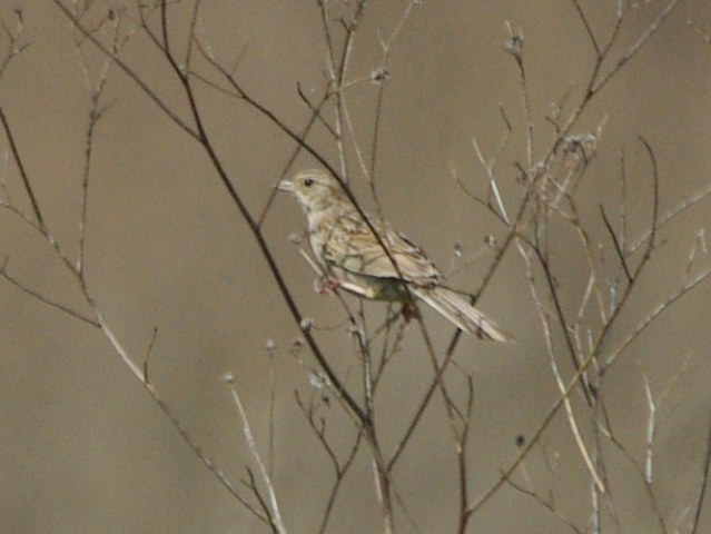 Cassin's Sparrow