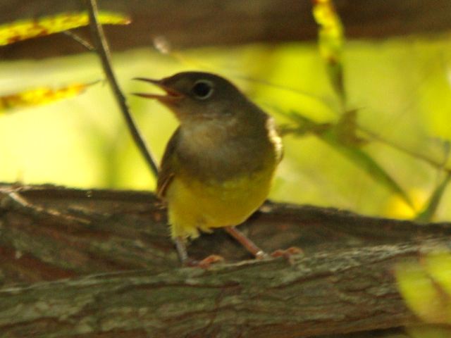 Connecticut Warbler