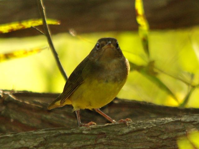 Connecticut Warbler