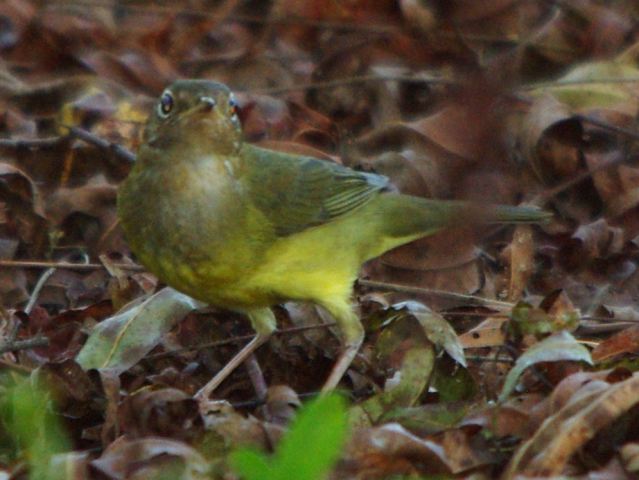 Connecticut Warbler