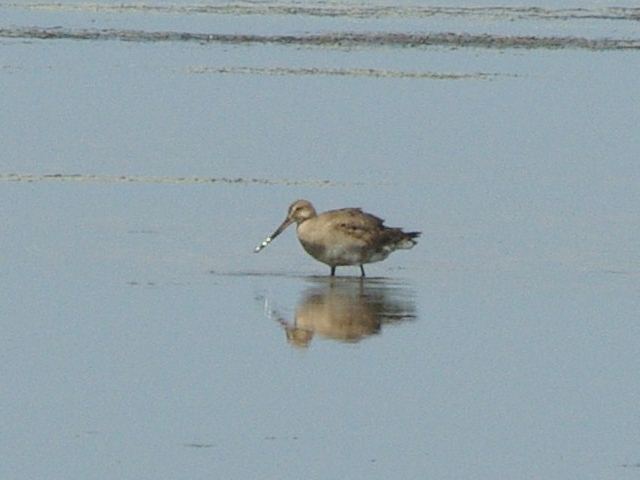 Hudsonian Godwit