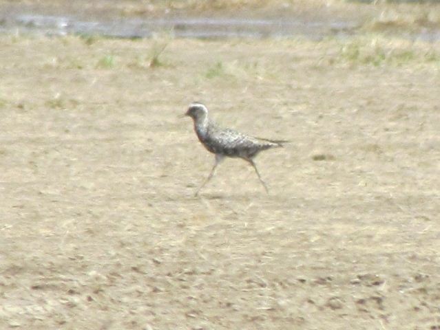 American Golden-Plover