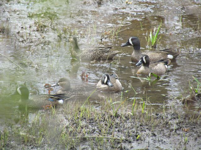 Blue-winged Teal