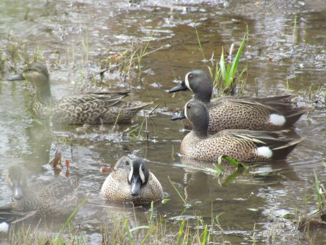 Blue-winged Teal