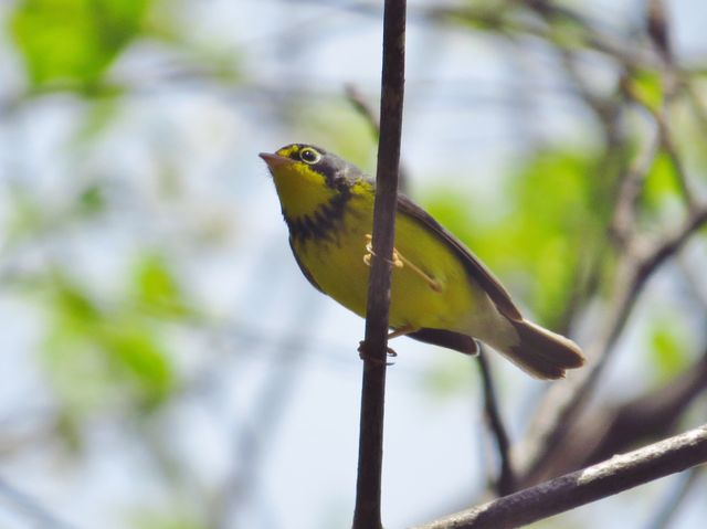 Canada Warbler