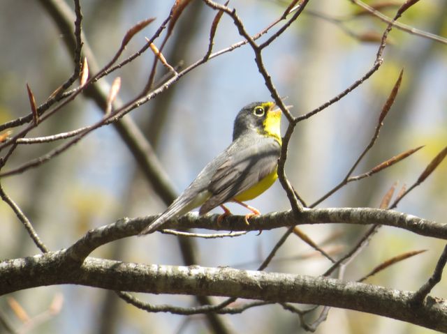 Canada Warbler