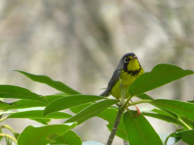 Canada Warbler