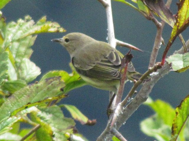 Cape May Warbler