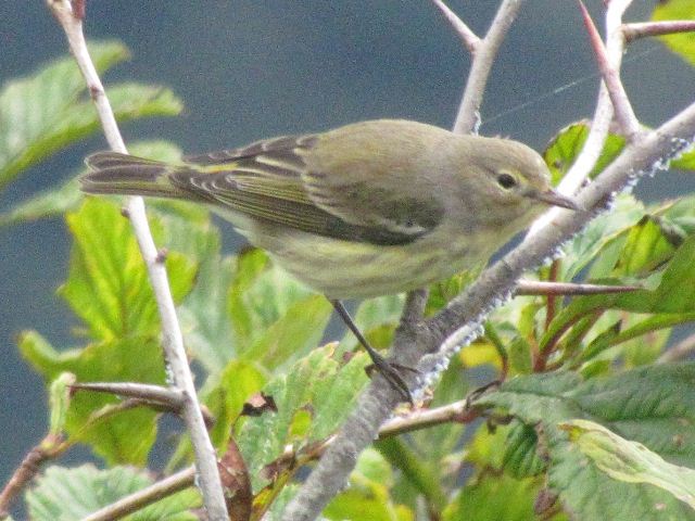 Cape May Warbler