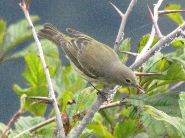 Cape May Warbler