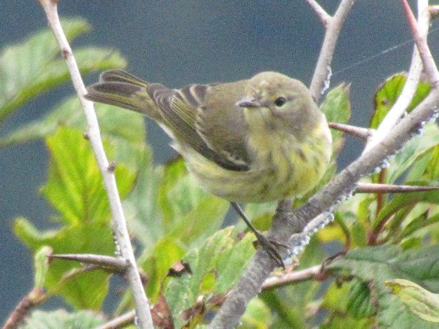 Cape May Warbler