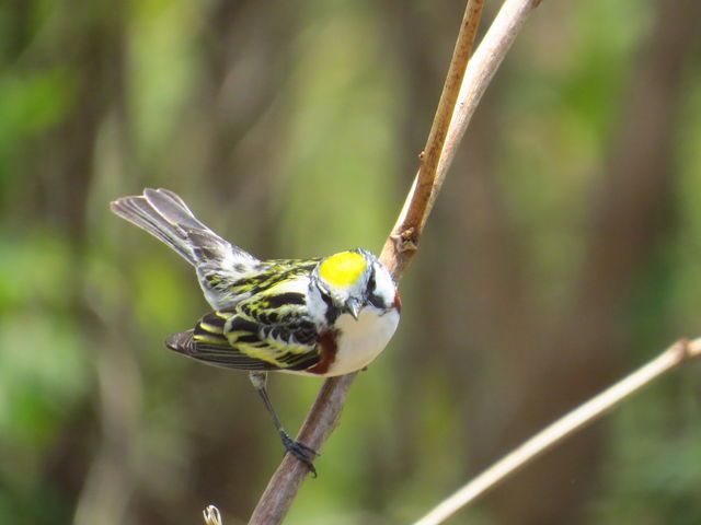 Chestnut-sided Warbler
