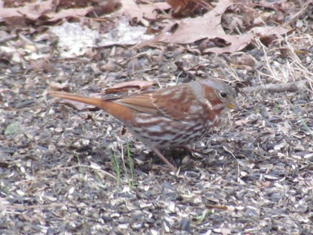 Fox Sparrow