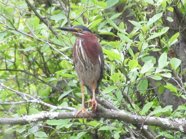 Green Heron