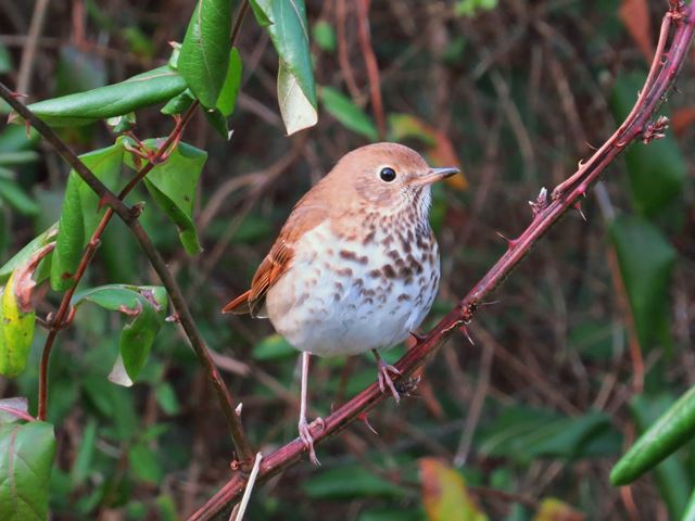 Hermit Thrush
