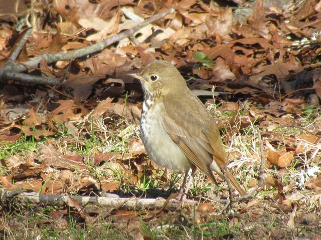 Hermit Thrush