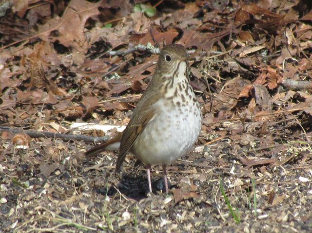 Hermit Thrush