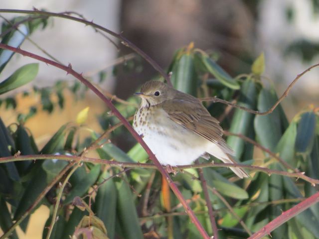 Hermit Thrush