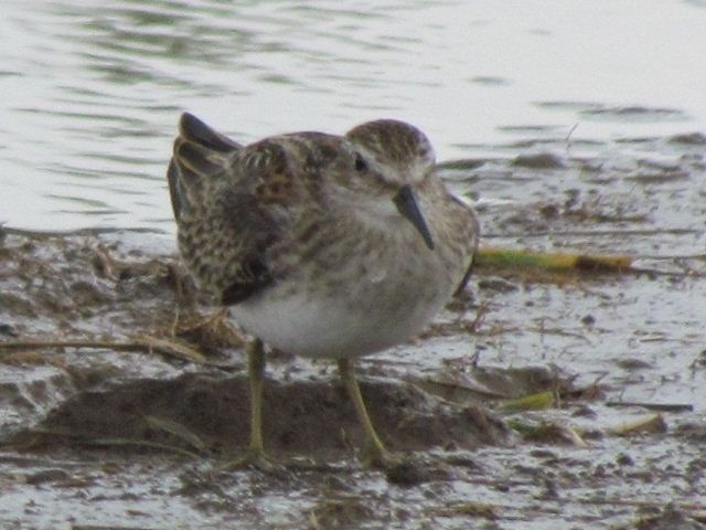 Least Sandpiper