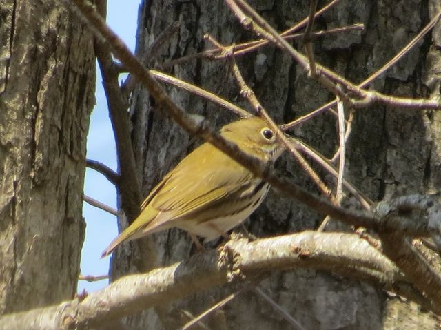 Ovenbird