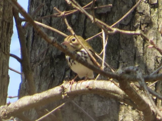 Ovenbird