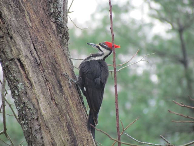 Pileated Woodpecker