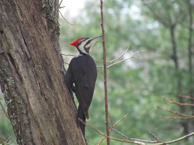 Pileated Woodpecker