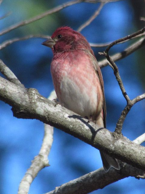 Purple Finch