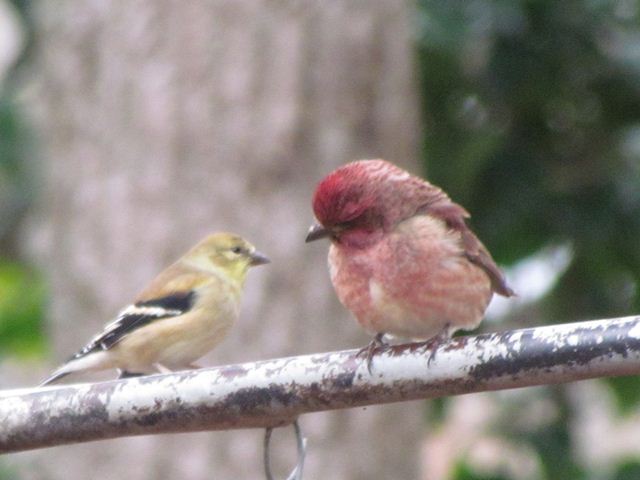 Purple Finch