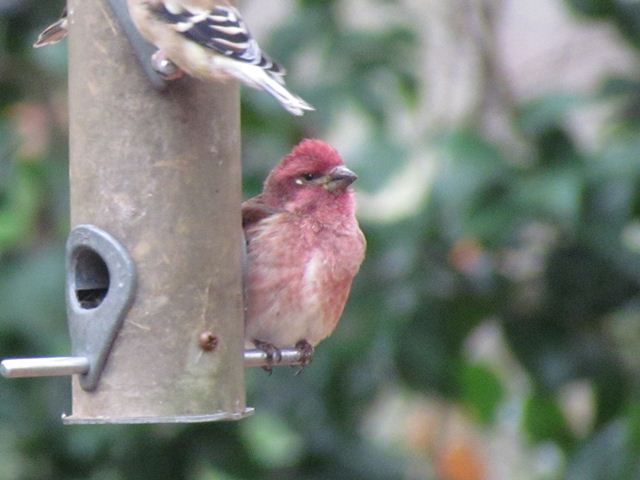 show me a purple finch show me a purple finch
