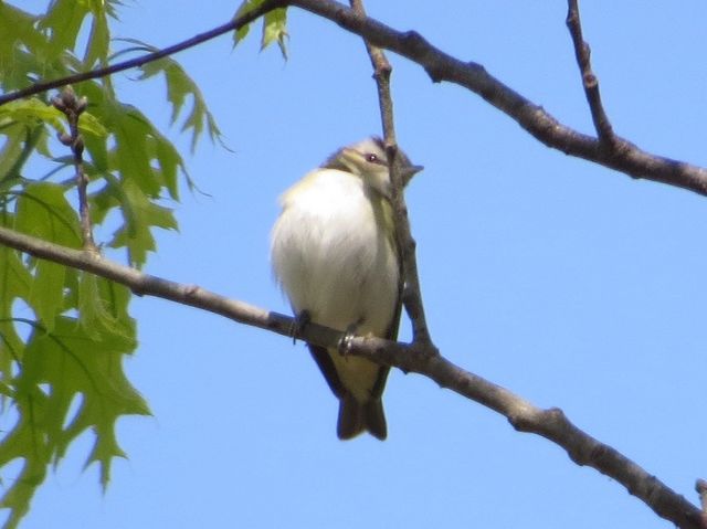 Red-eyed Vireo