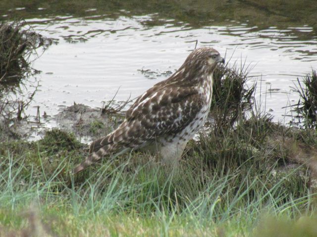 Red-shouldered Hawk