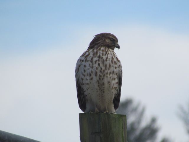 Red-shouldered Hawk