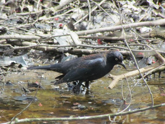 Rusty Blackbird