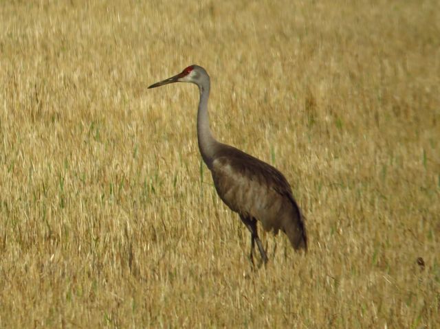 Sandhill Crane