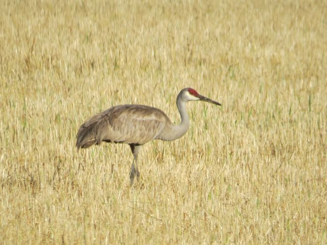 Sandhill Crane