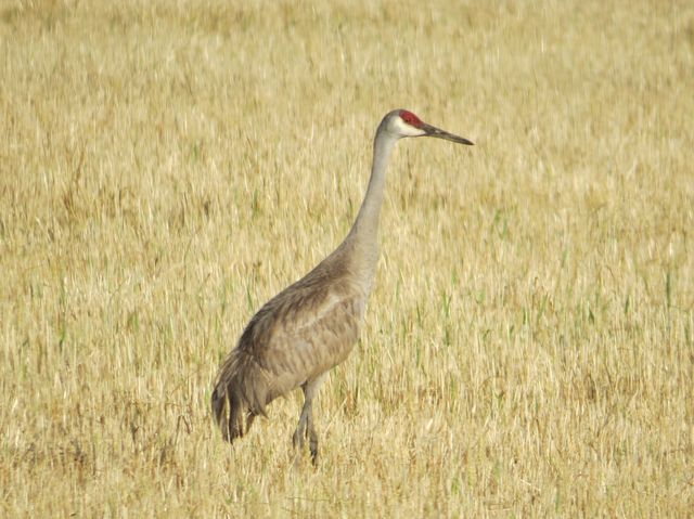 Sandhill Crane